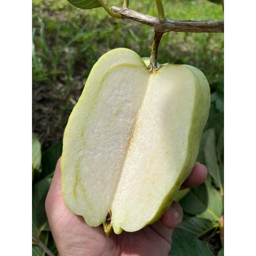 White Seedless Guava seedlings sprouting from Non-GMO seeds
