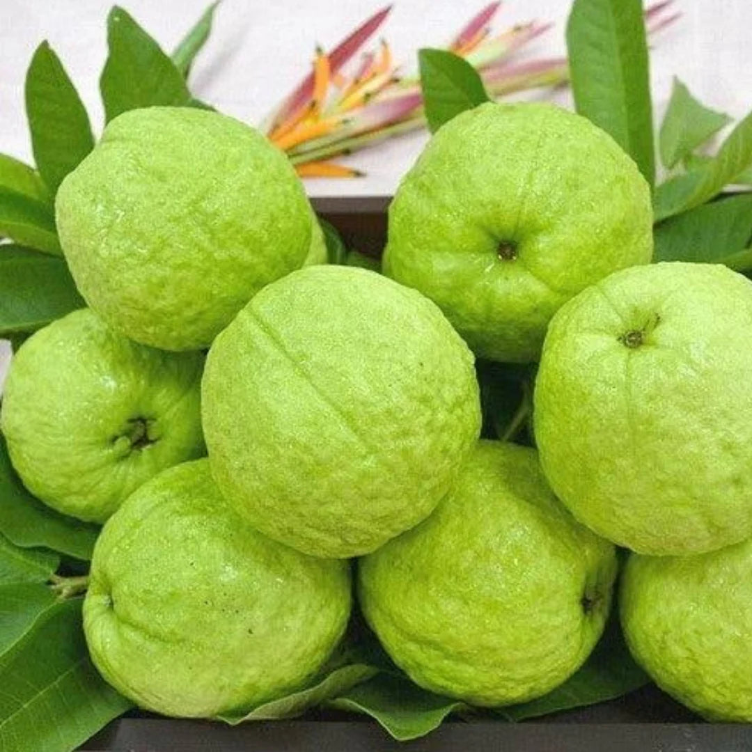 Psidium guajava Allahabad Safeda guava seeds for home gardening