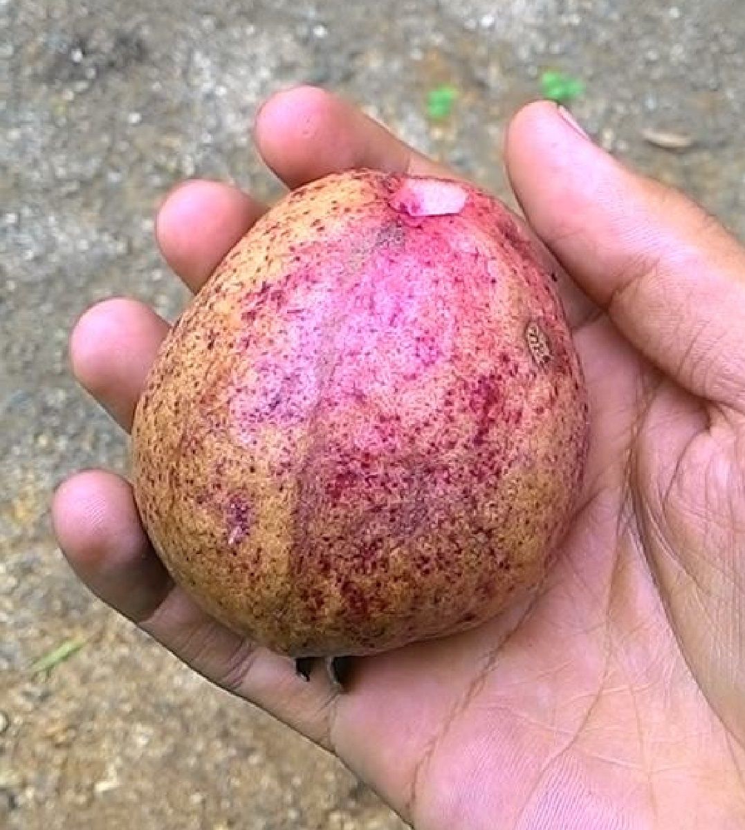 Organic Guava Tree Seeds for Home Garden and Containers