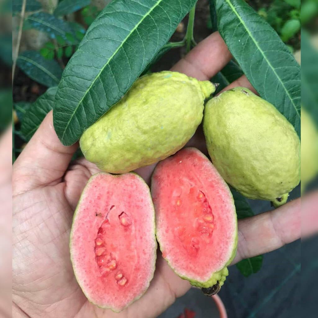 Guava tree growing in garden