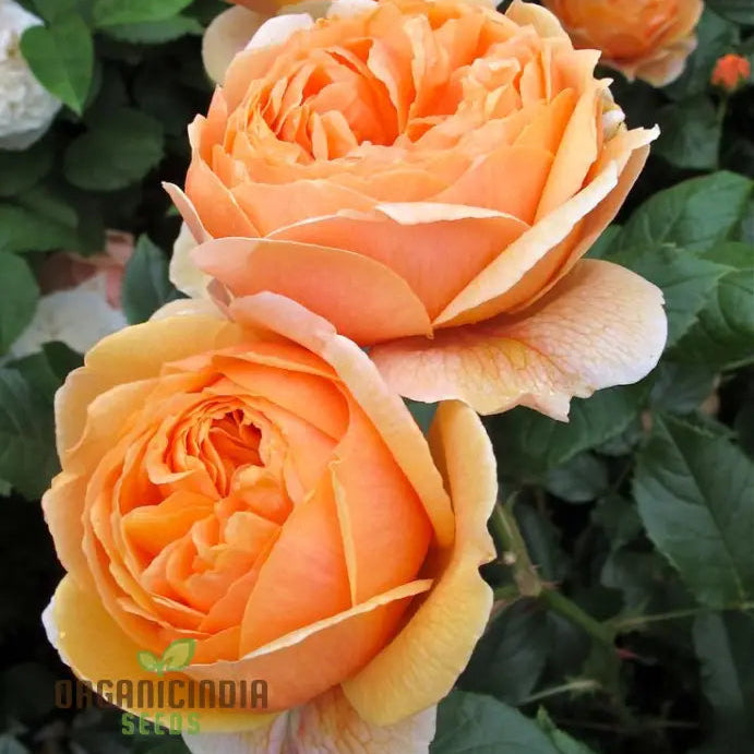 Gulab Rose (Lotus Orange) Flower Seeds For Planting High-Quality Vibrant Blooms Seeds