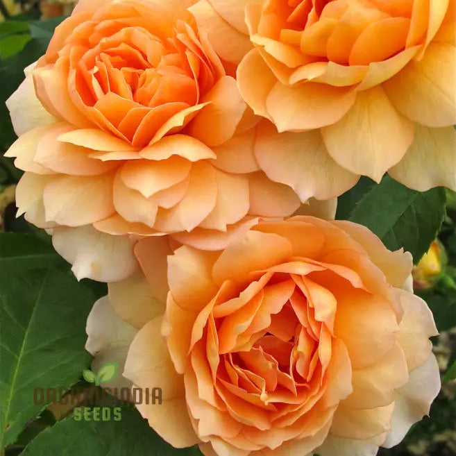 Gulab Rose (Lotus Orange) Flower Seeds For Planting High-Quality Vibrant Blooms Seeds