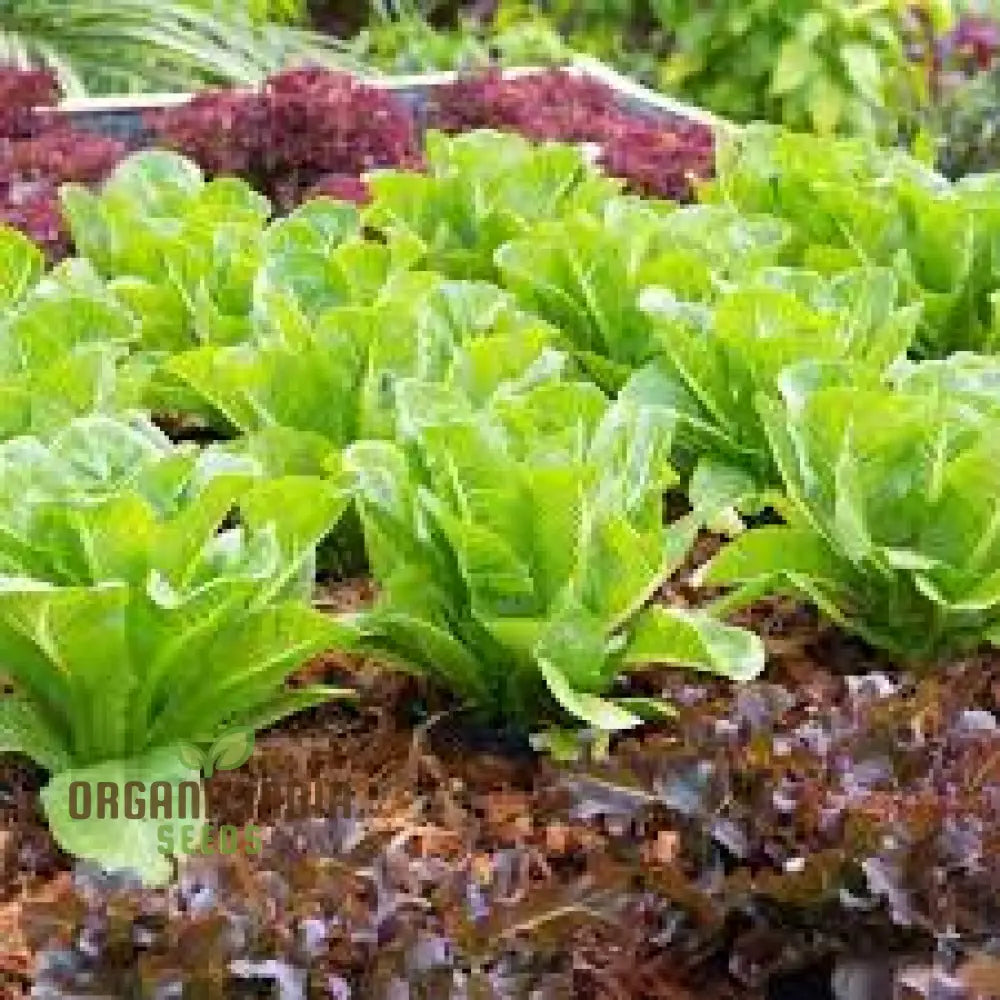Gulley’s Favorite Lettuce Seeds For Vibrant Gardening Success