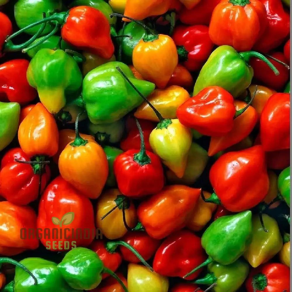 Habanero Chilli Mixed Hot Pepper Seeds for Planting, Non-GMO High Germination Seeds