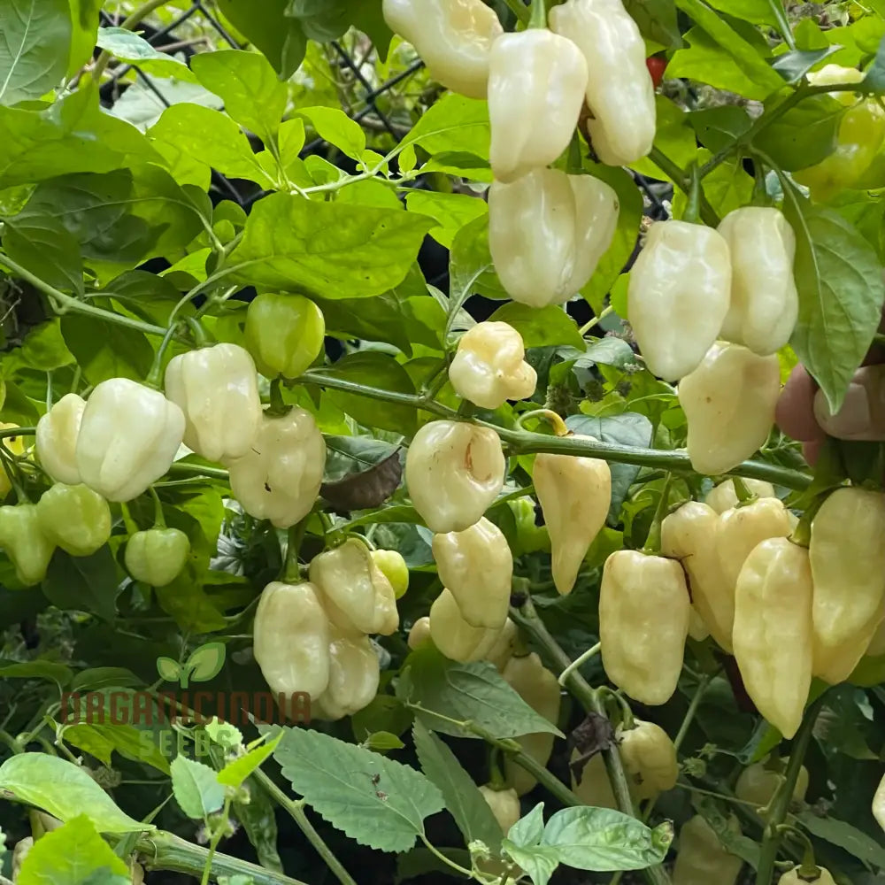 Habanero White Chilli Plant Growing in Container, Garden Pepper Seeds