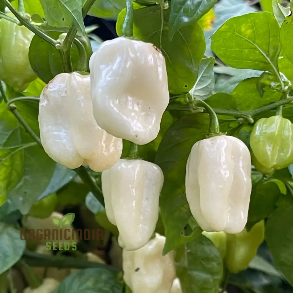 Mature Habanero White Chilli Plant, Premium Pepper Seeds