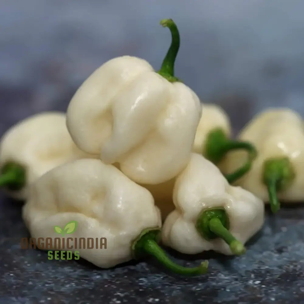 Habanero White Chilli Seeds for Planting, Home Garden Pepper Seeds