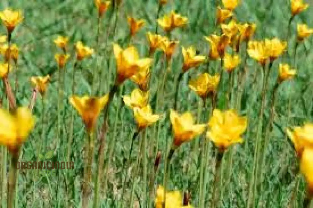 Habranthus Tubispathus Seeds: Exquisite Gardening Wonder For Your Collection – Rare Flowering Seeds