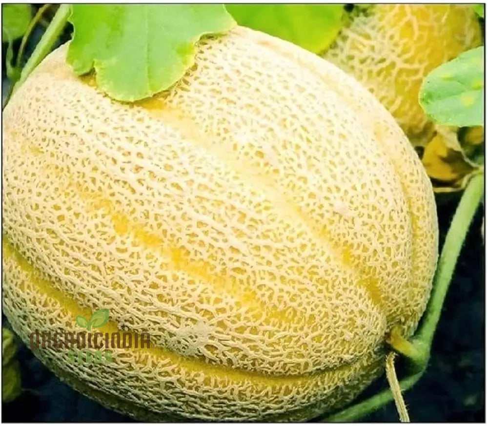 Hale’s Best Jumbo Organic Cantaloupe Seeds For Planting - Premium Quality Your Garden