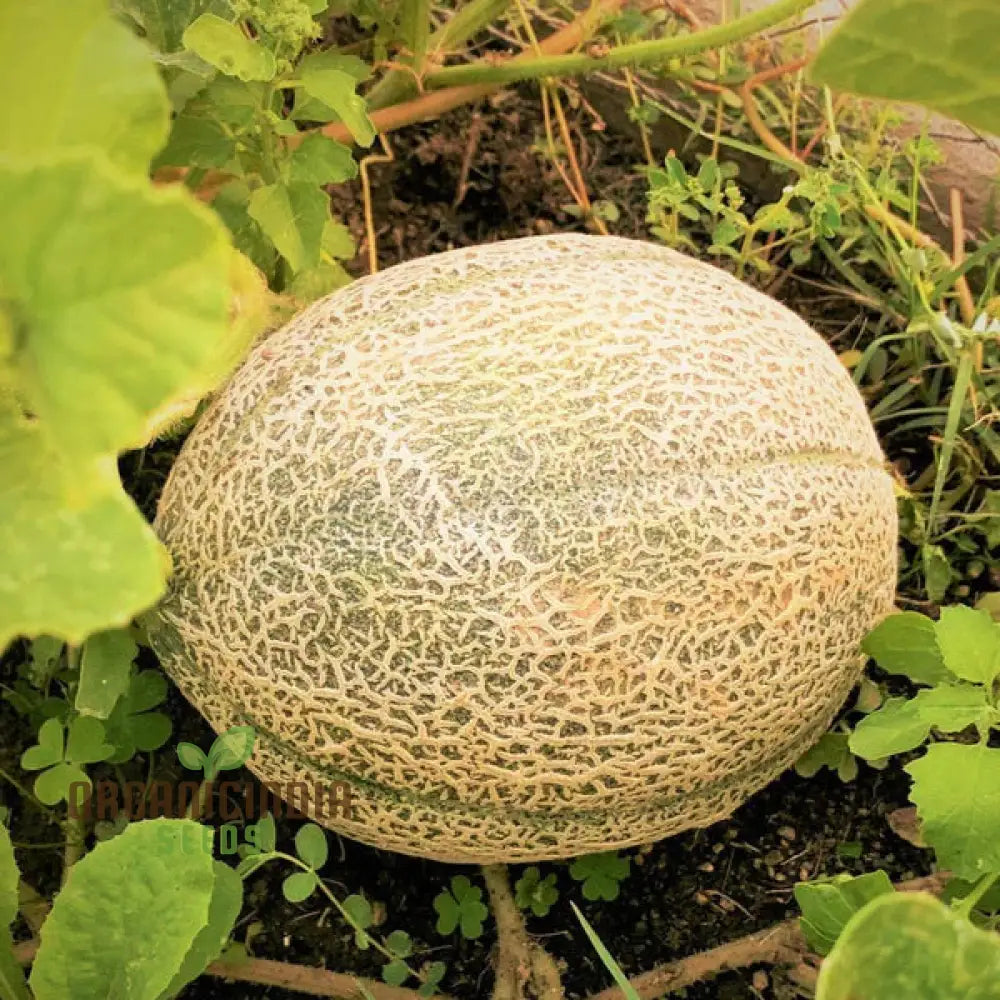 Hale’s Best Jumbo Organic Cantaloupe Seeds For Planting - Premium Quality Your Garden