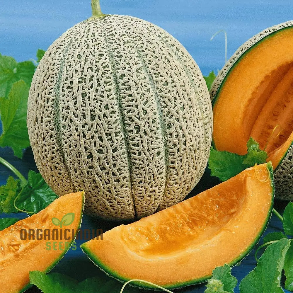 Hale’s Best Jumbo Organic Cantaloupe Seeds For Planting - Premium Quality Your Garden