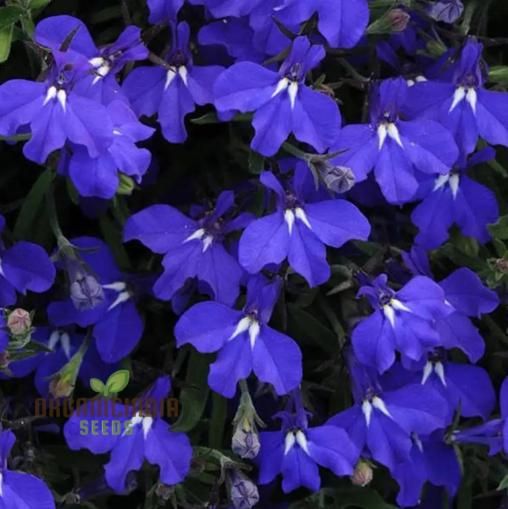 Hanging basket lobelia seeds cascading vibrant blue flowers