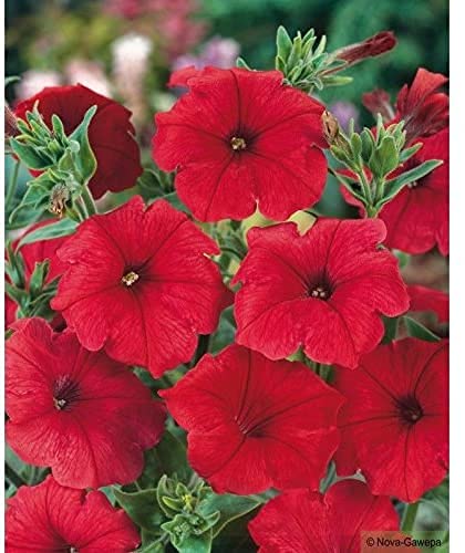 Red Petunia Seeds Suitable for Hanging Baskets