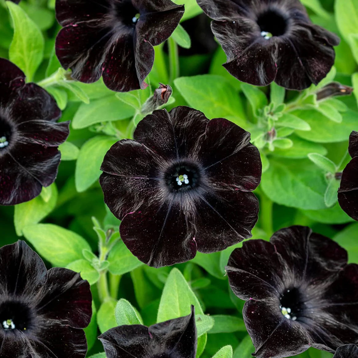 Petunia seeds for hanging baskets chocolate brown blooms