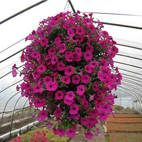Purple petunia seeds for hanging baskets vibrant blooms