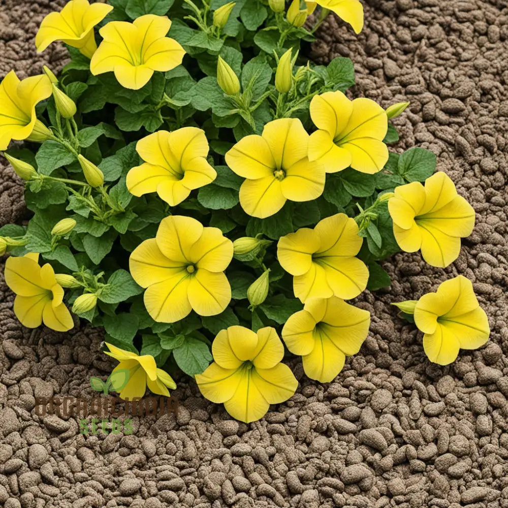 Yellow petunias in hanging basket