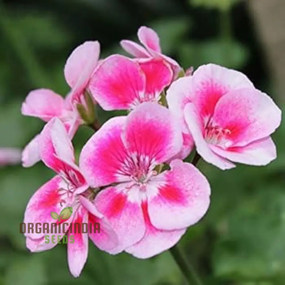 Hanging geranium seeds growing into healthy seedlings