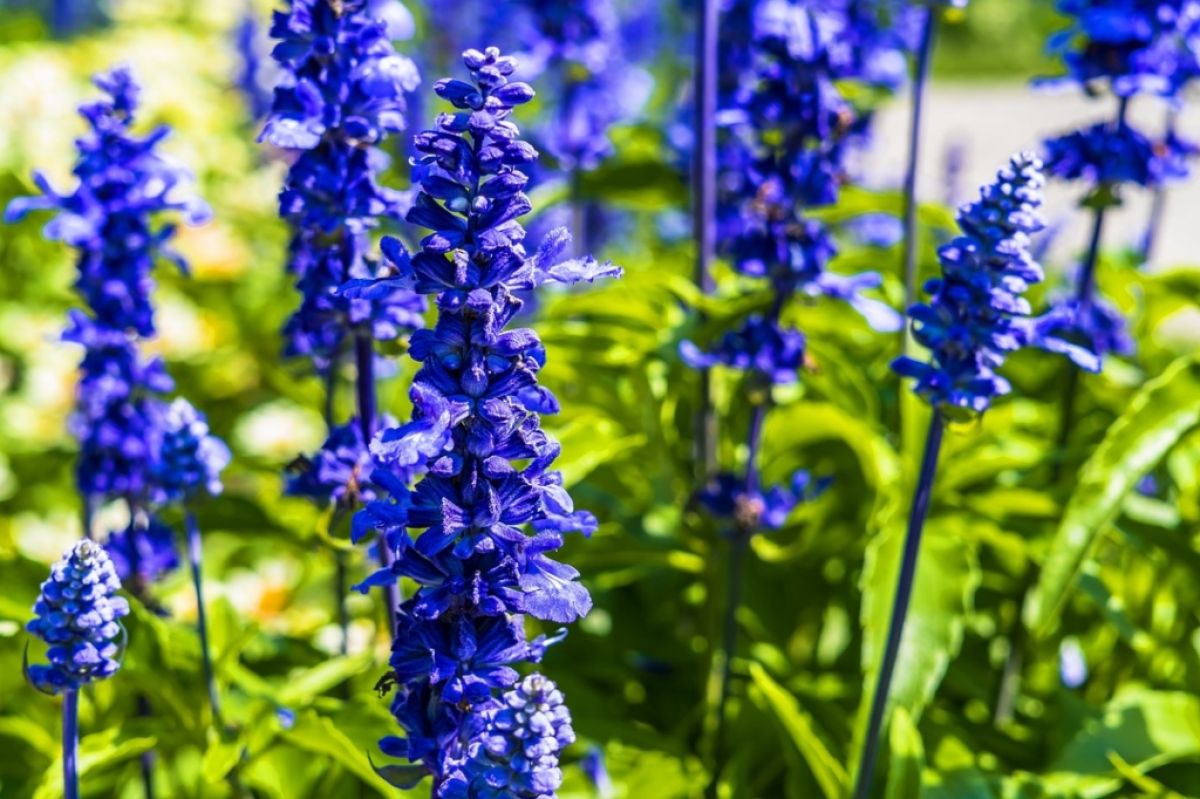Semillas de Lavanda Azul – Impresionantes Flores Azuladas-Púrpuras para Jardines y Aromaterapia