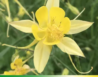 Hardy Aquilegia Seeds for Beautiful Garden Landscaping