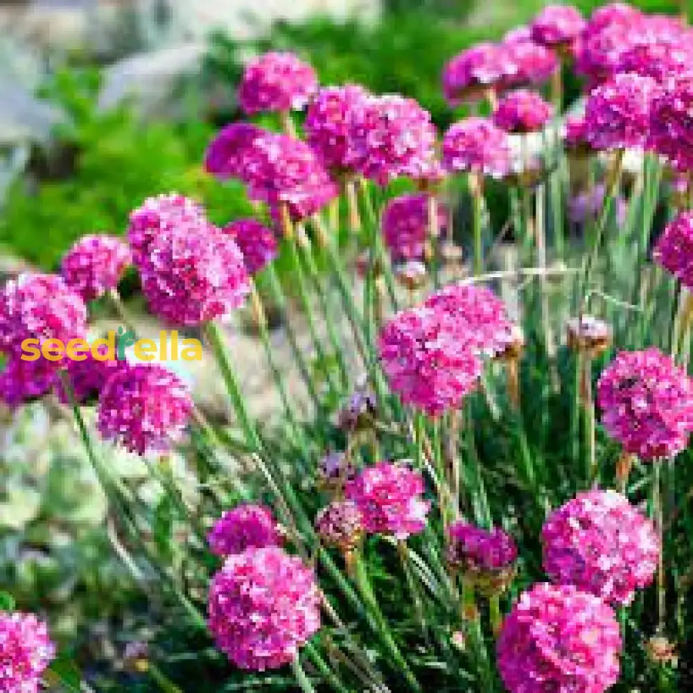 Hardy Armeria Maritima Seeds for Outdoor Flower Gardening