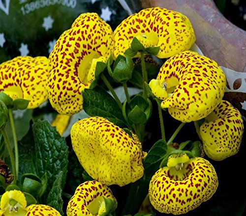 Hardy Calceolaria Flower Seeds for Long-Lasting Seasonal Blooms