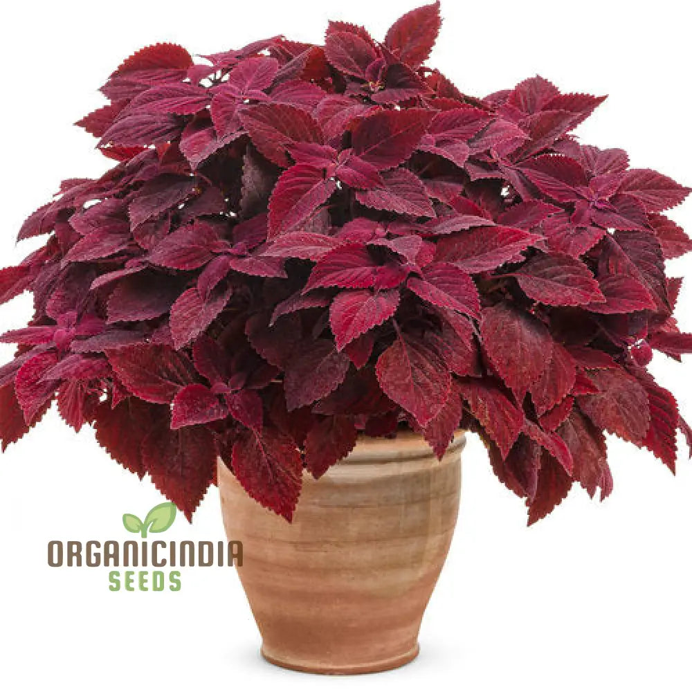 Hardy Coleus seeds colorful foliage for containers