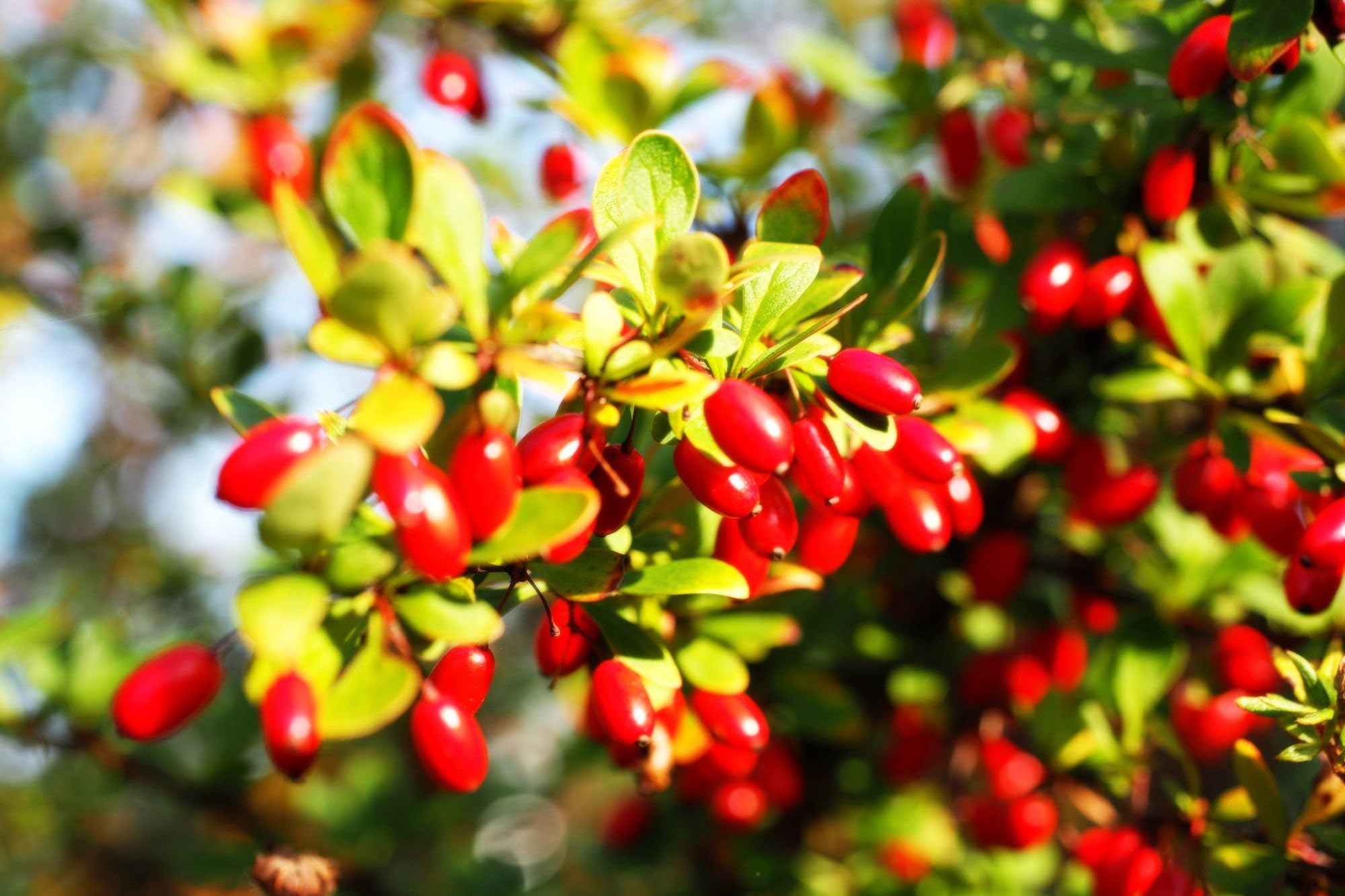 Hardy Cornelian cherry tree seeds for cold-climate gardens