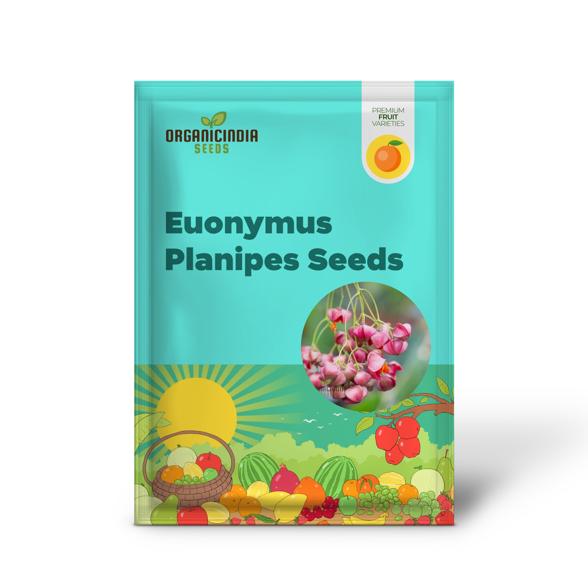 Hardy Euonymus Planipes Seeds for Garden Planting
