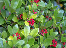 Hardy Evergreen Berry Shrub Seeds for Planting