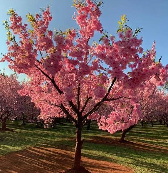 Hardy Flowering Almond Seeds for Easy Garden Cultivation