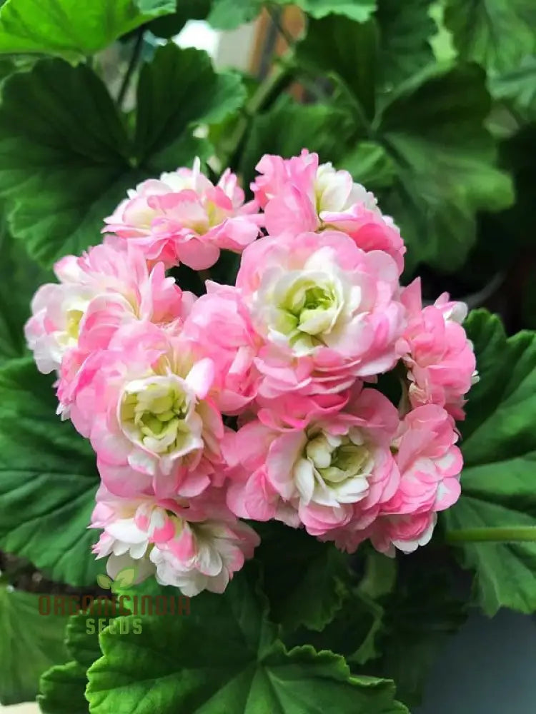 Hardy geranium flower seeds easy to grow garden blooms