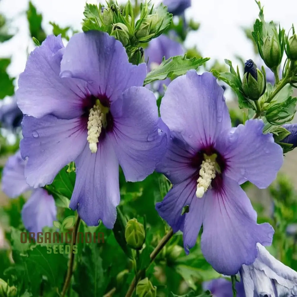 Hardy Hibiscus Shrub Seeds Azurri Blue Satin Variety