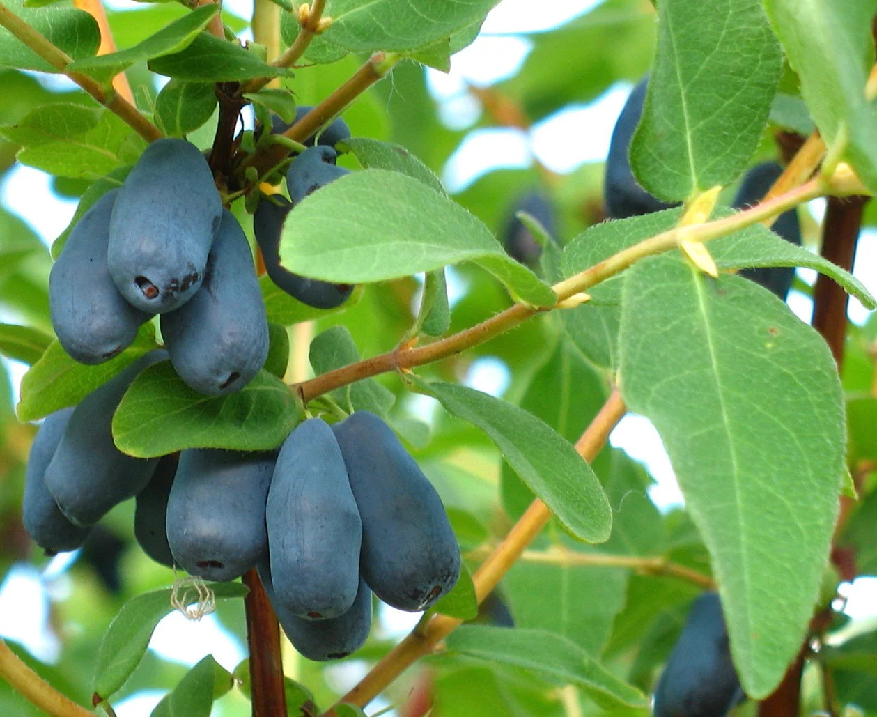 Hardy honeyberry shrub seeds for cool climate gardens