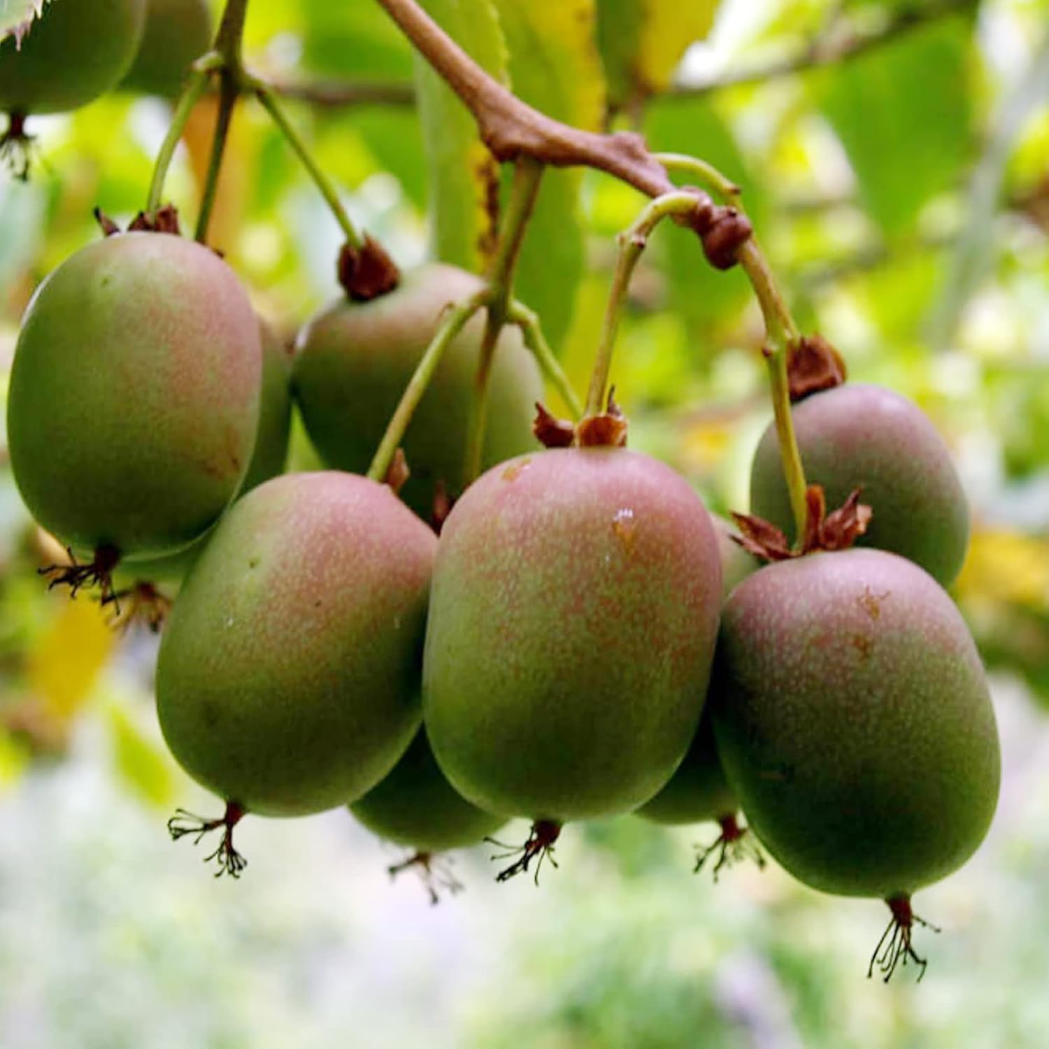 Close-Up of Ripe Hardy Kiwi Berries Ready for Harvest