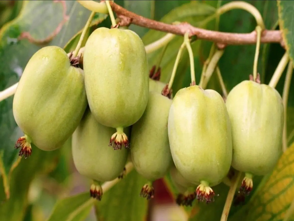Sentyabraskaya Kiwi Fruits on Vine
