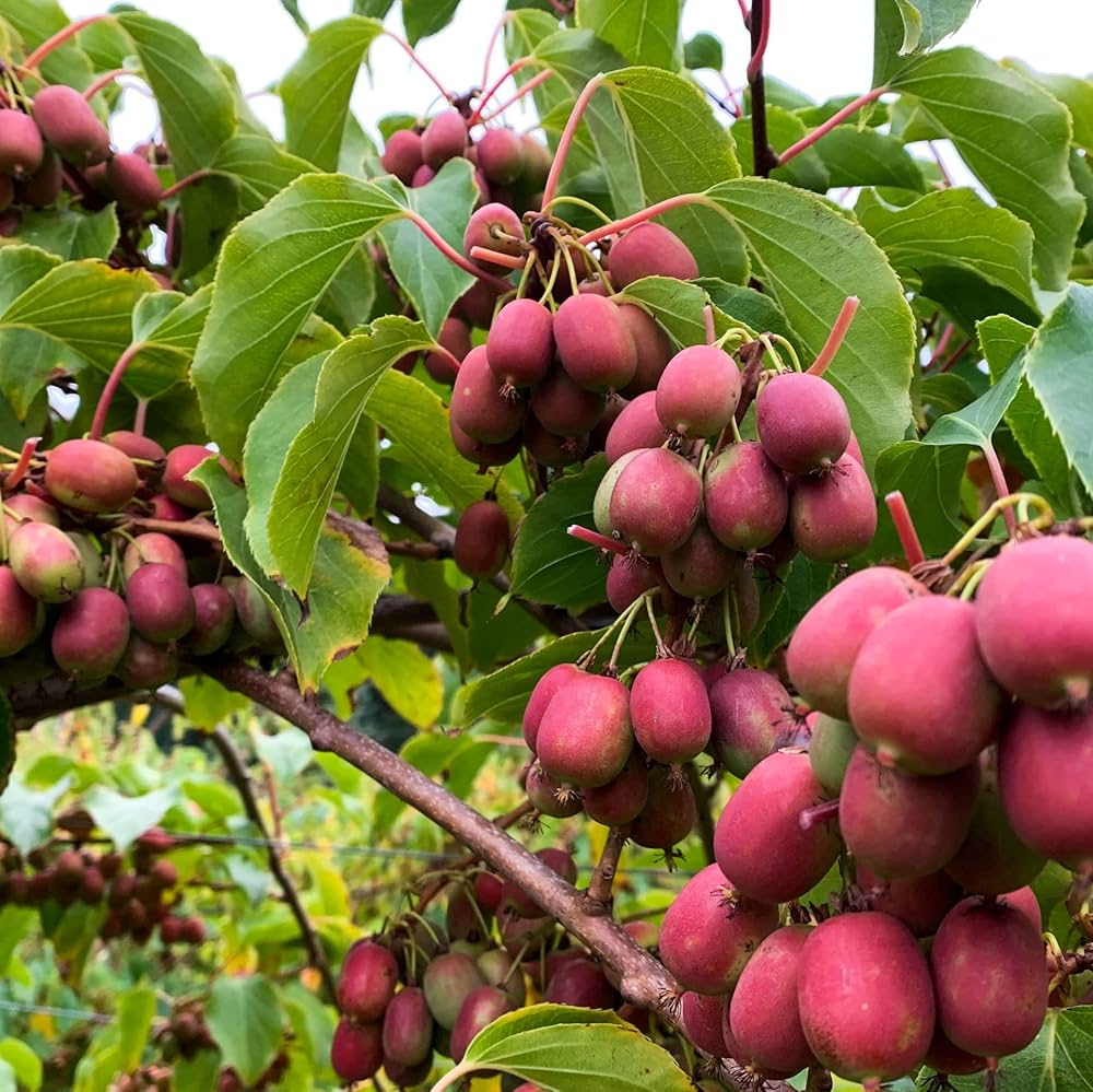 Young Ananasnaya Kiwi Seedlings in Pots