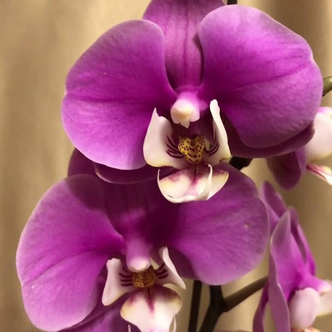 Hardy Purple Orchid Seeds for Beginner-Friendly Indoor Gardening