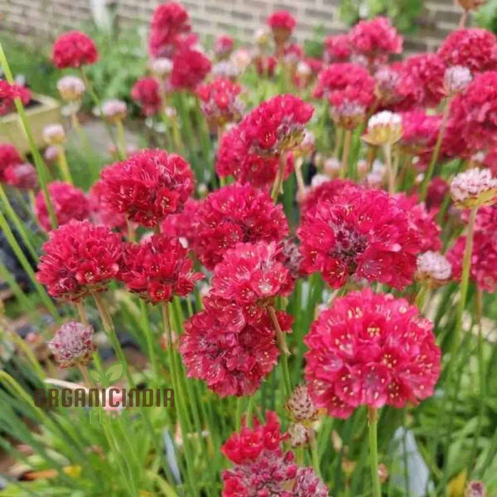 Hardy perennial Armeria seeds bright red blooms