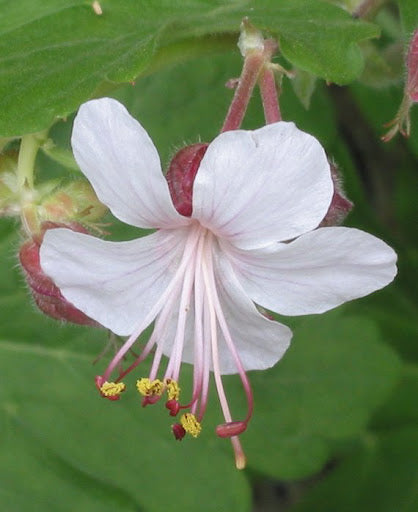 Hardy perennial geranium growing in garden