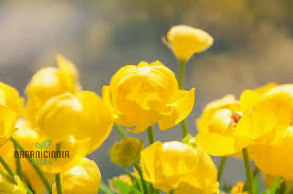 Hardy perennial globeflower seeds bright yellow blooms