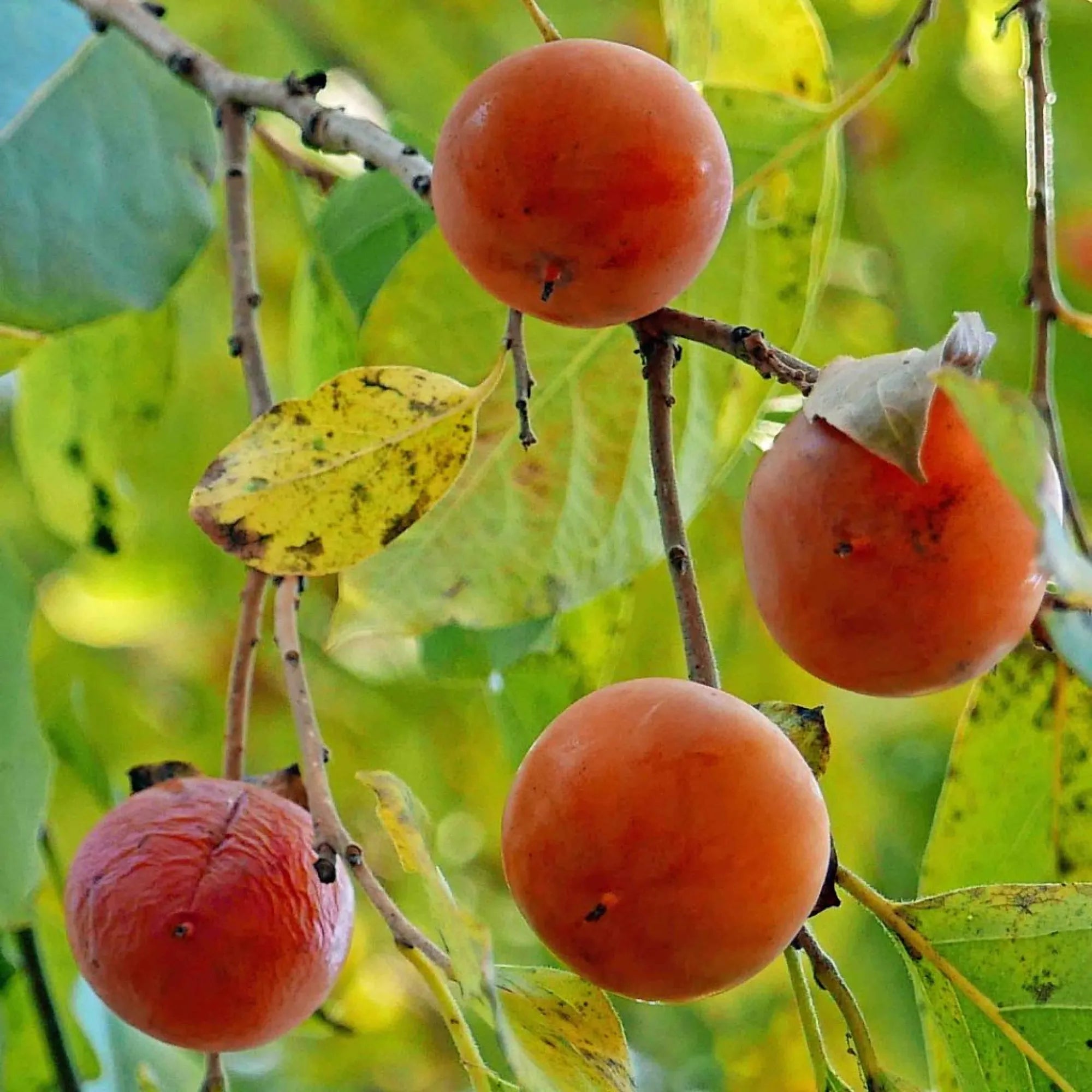 Hardy persimmon tree seeds for cold-climate gardens