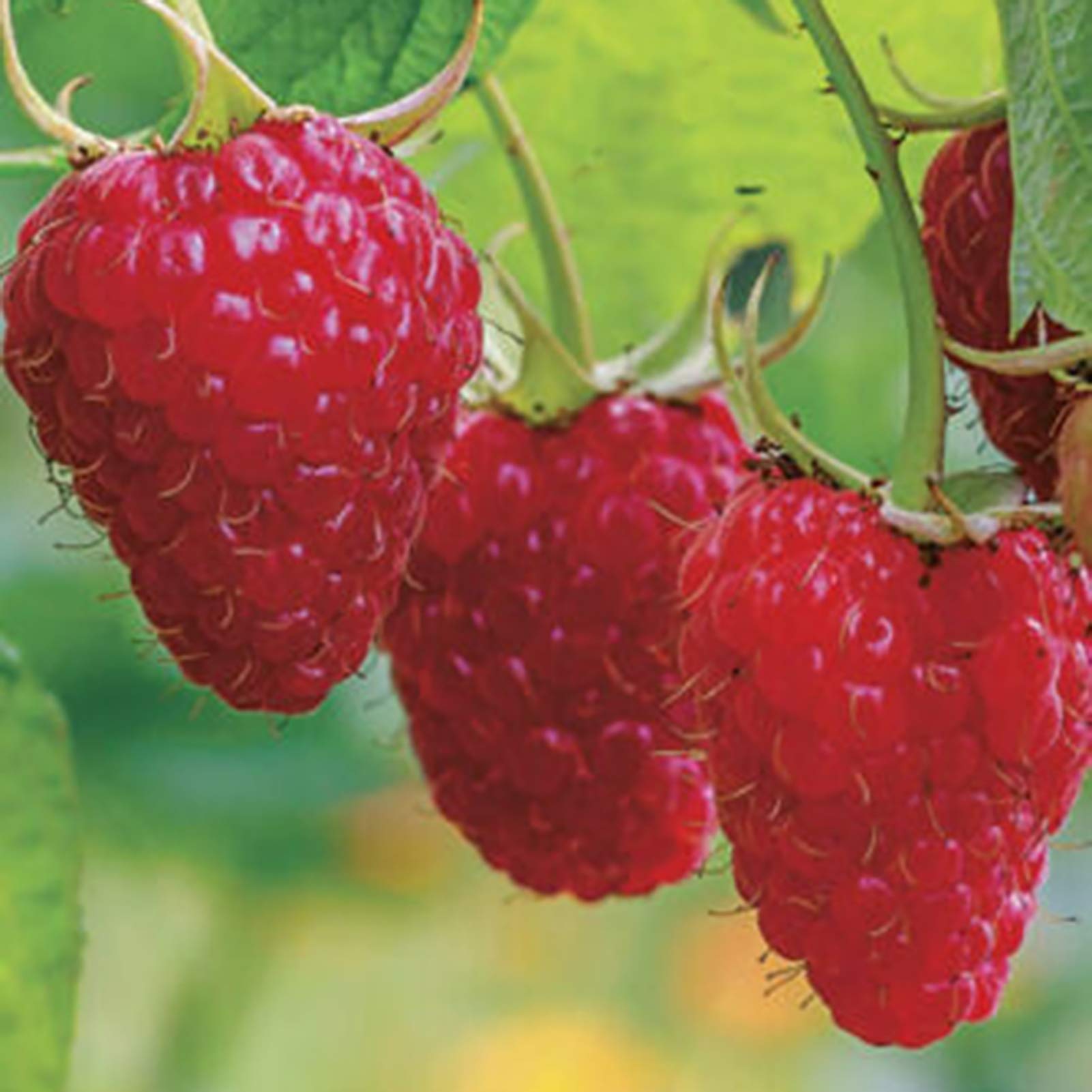 Hardy red raspberry seeds for planting