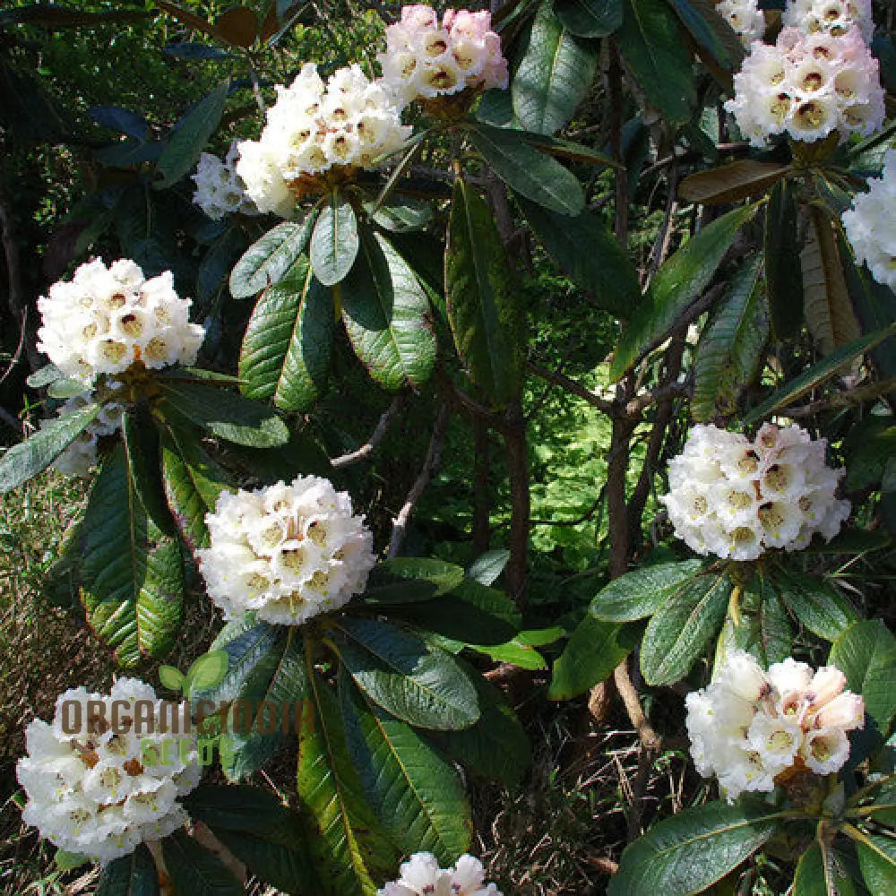 Hardy rhododendron flower seeds majestic yellow blooms