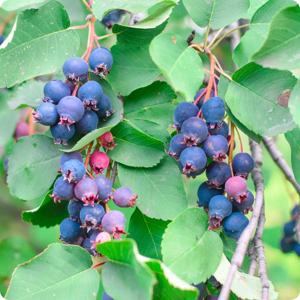 Hardy serviceberry seeds for cold climates and edible landscapes