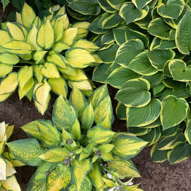 Hardy mixed hosta garden seeds
