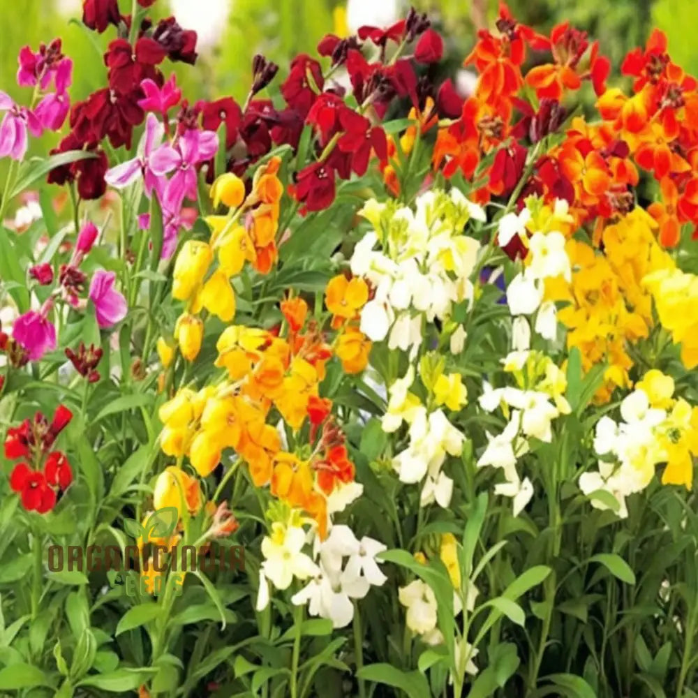 Wallflower Seeds for Cottage Garden Planting and Spring Color