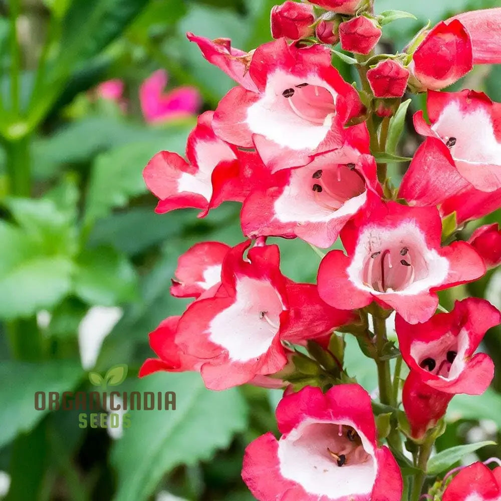 Hartwegii Scarlet Queen flower seeds for planting