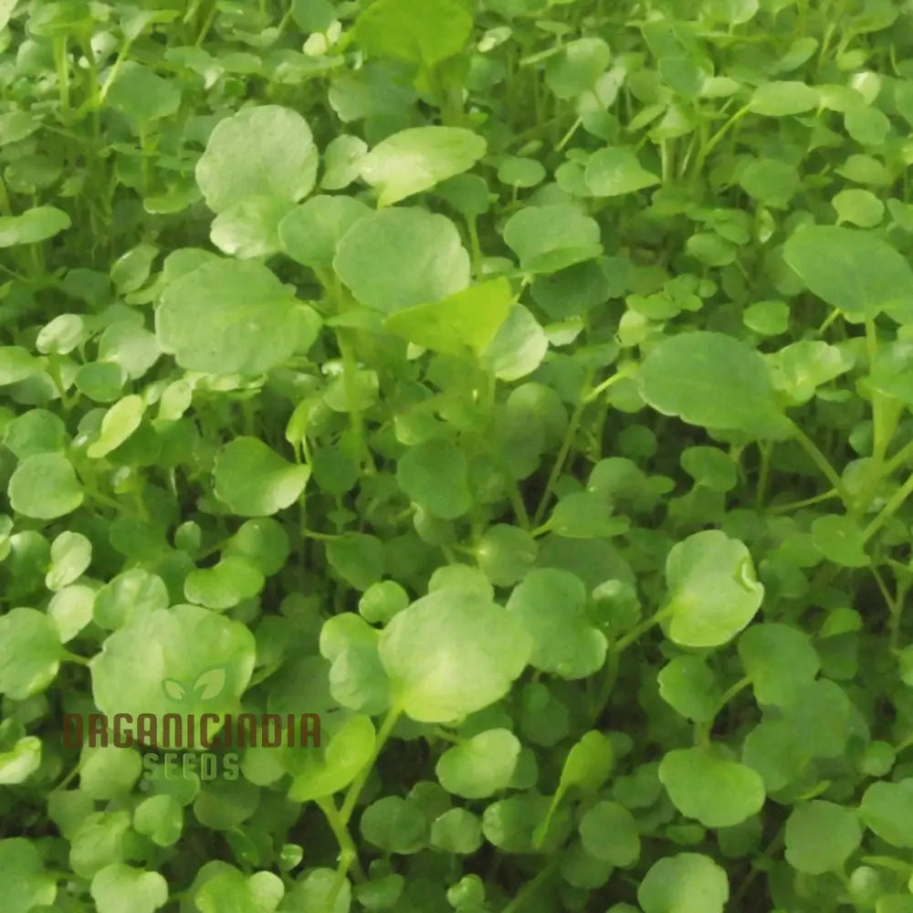 Fresh Harvested Watercress Leaves from Seeds, Crisp and Peppery Greens