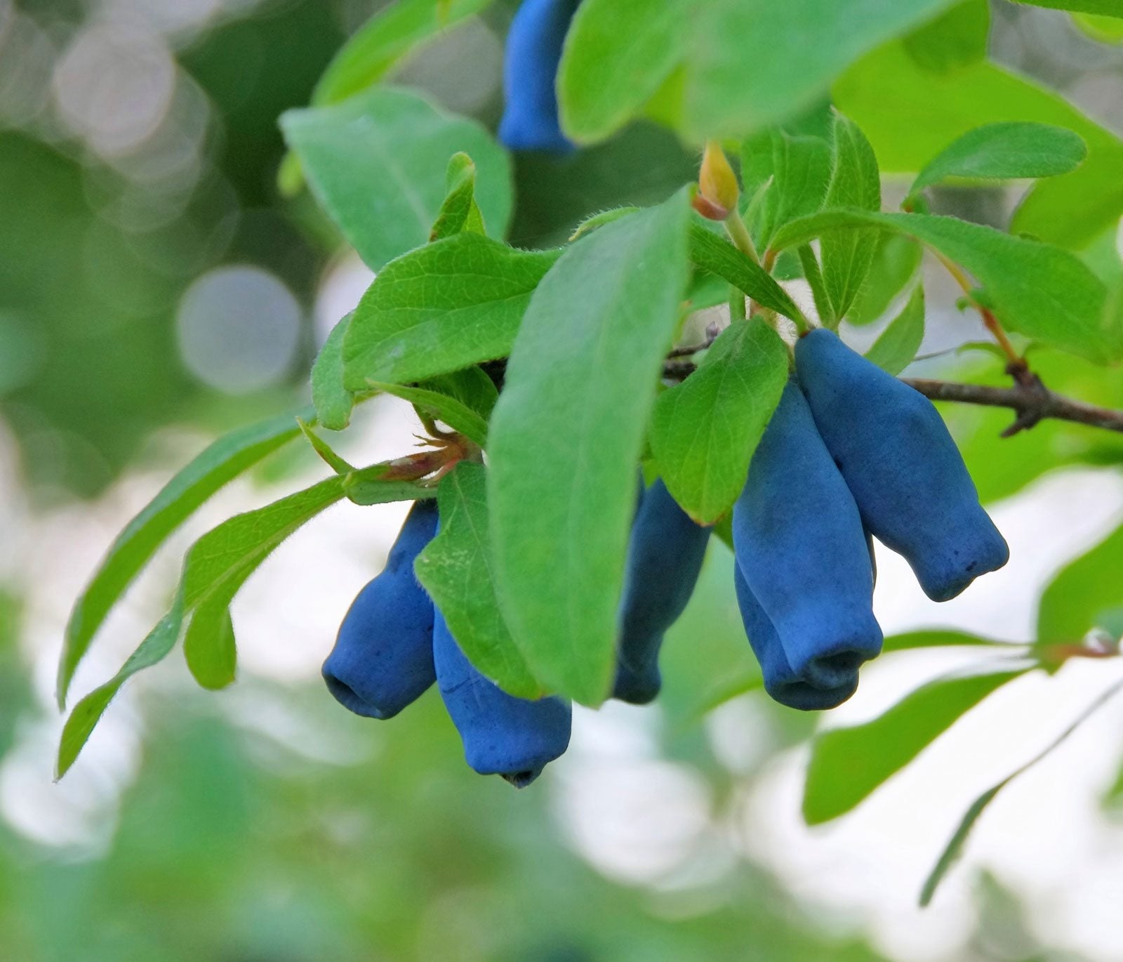 Haskap berry seeds producing sweet, tangy blue fruits