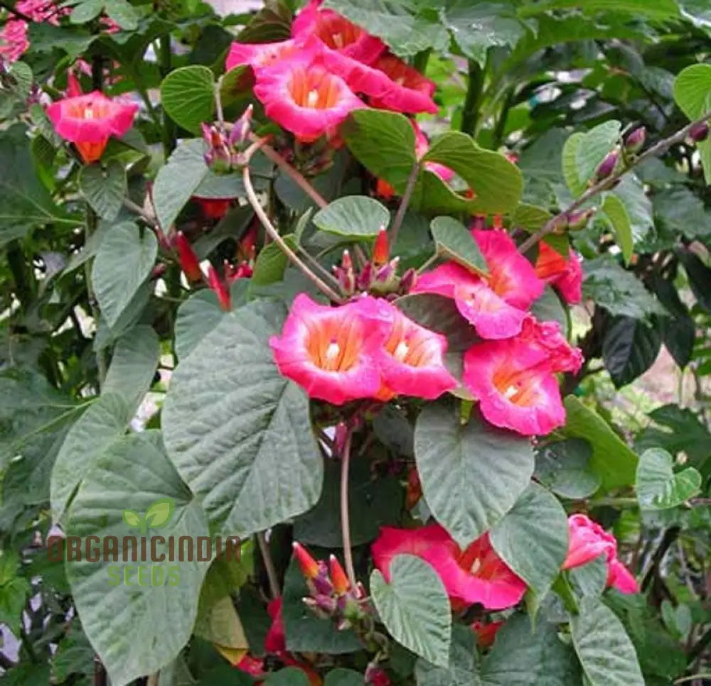 Hawaiian Sunset Vine Flower Seeds For Vibrant Tropical Gardening Perfect Lush Gardens Seeds